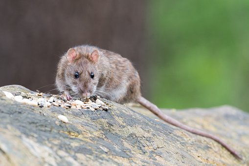 rats